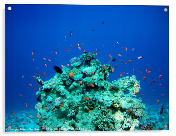 Red Sea Coral Fish Acrylic by Aran Smithson