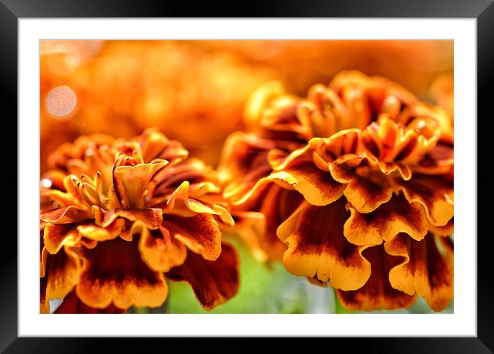Summer blooms Framed Mounted Print by Mike Jennings