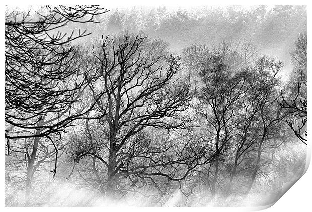 Winter Wood Print by Mike Jennings