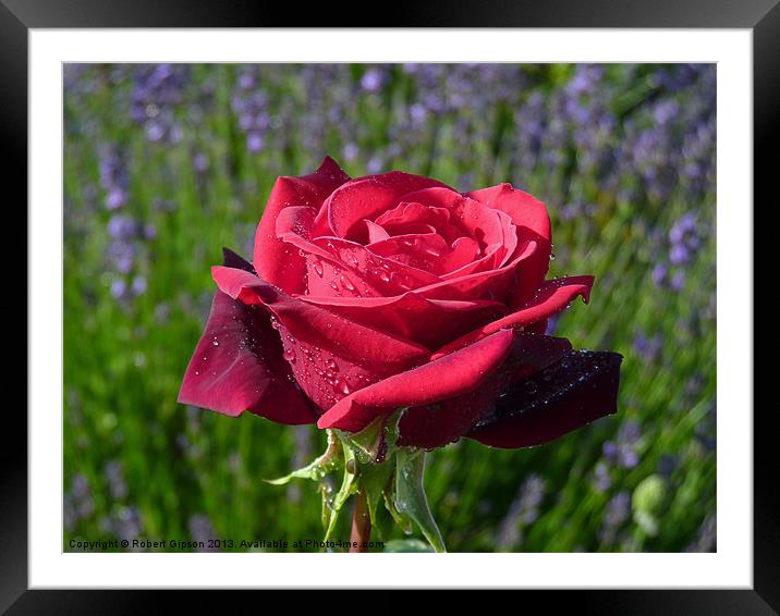 Rose for your lover Framed Mounted Print by Robert Gipson