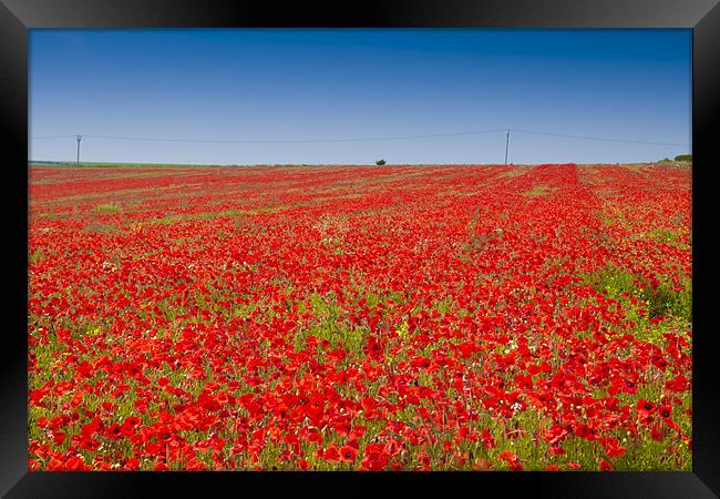 Poppies in Sussex Framed Print by Eddie Howland