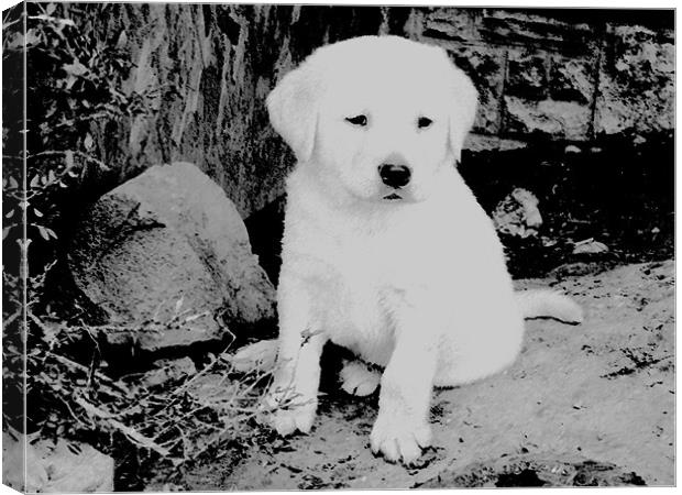 Labrador puppy Black & White Canvas Print by Paul Murray