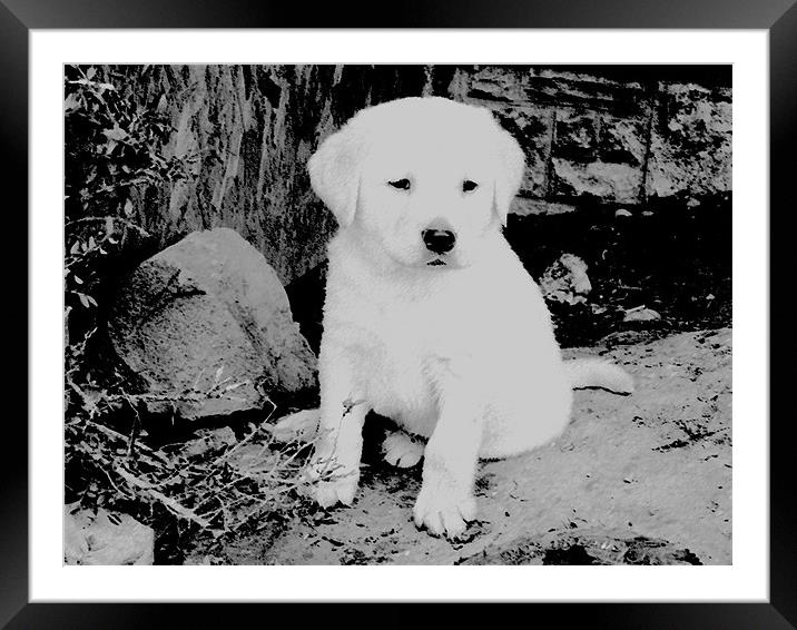 Labrador puppy Black & White Framed Mounted Print by Paul Murray