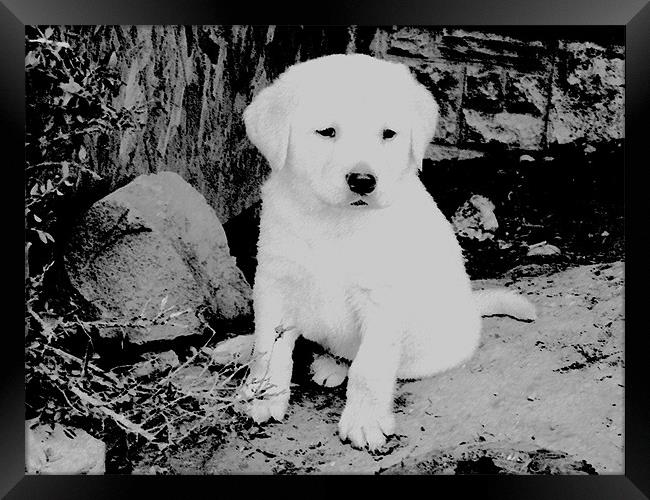 Labrador puppy Black & White Framed Print by Paul Murray
