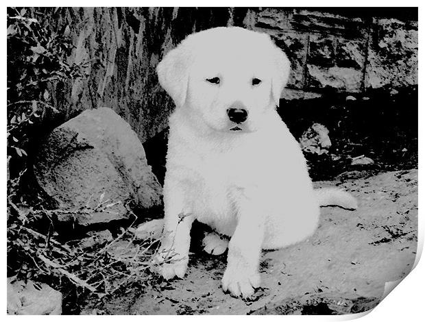 Labrador puppy Black & White Print by Paul Murray