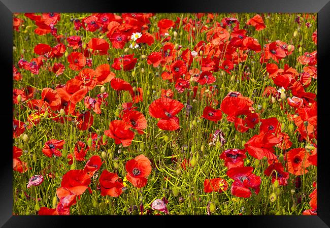 Poppies in Sussex Framed Print by Eddie Howland