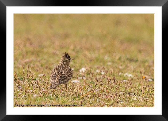 Skylark : Pause Before Song Framed Mounted Print by Wendy Cooper