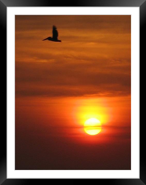 pelican in the sunset Framed Mounted Print by Emma Ahlas