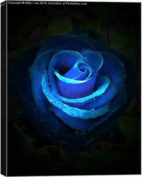 Blue rose Canvas Print by Thanet Photos