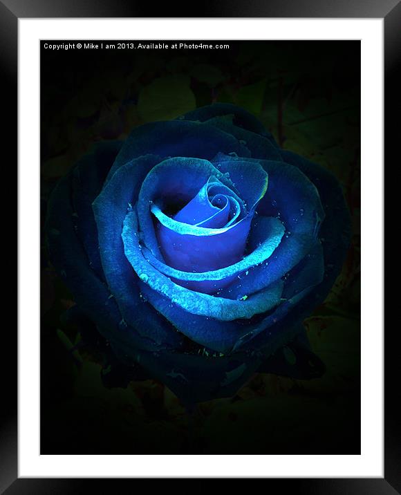 Blue rose Framed Mounted Print by Thanet Photos