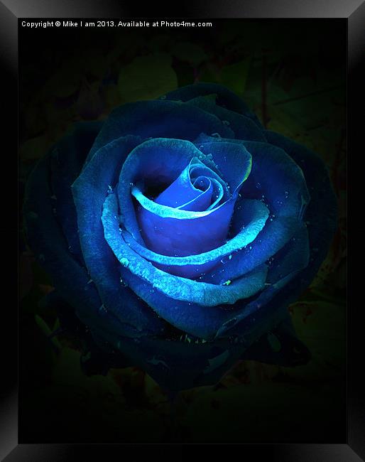 Blue rose Framed Print by Thanet Photos
