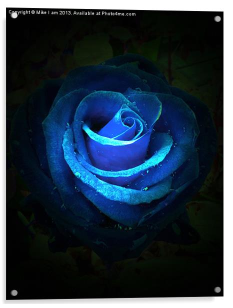 Blue rose Acrylic by Thanet Photos