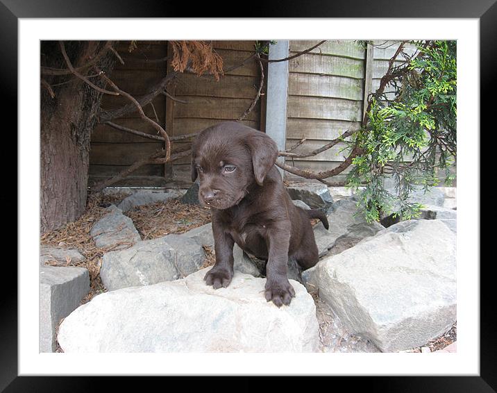 chocolate labrador puppy Framed Mounted Print by Paul Murray