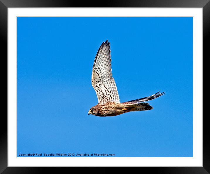 Kestrel Framed Mounted Print by Paul Scoullar