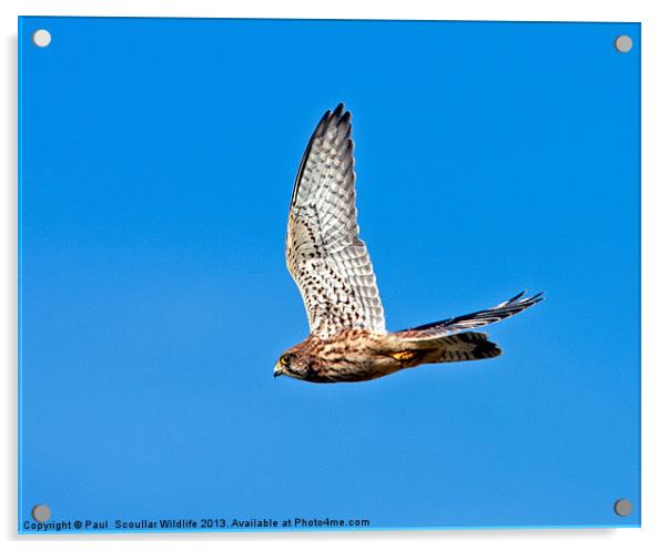 Kestrel Acrylic by Paul Scoullar