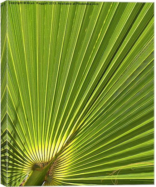 Calm Palm Canvas Print by Brian  Raggatt