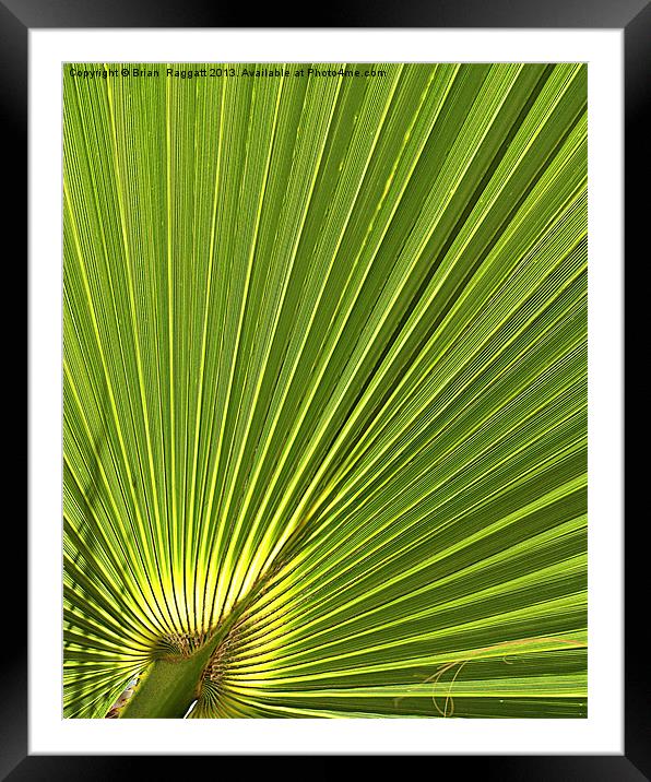 Calm Palm Framed Mounted Print by Brian  Raggatt
