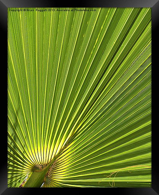 Calm Palm Framed Print by Brian  Raggatt