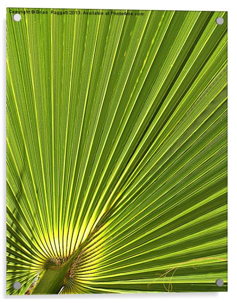 Calm Palm Acrylic by Brian  Raggatt
