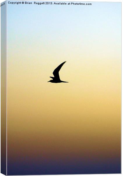 Fly Away Canvas Print by Brian  Raggatt