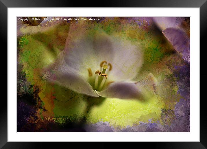 Nectar Delights Framed Mounted Print by Brian  Raggatt