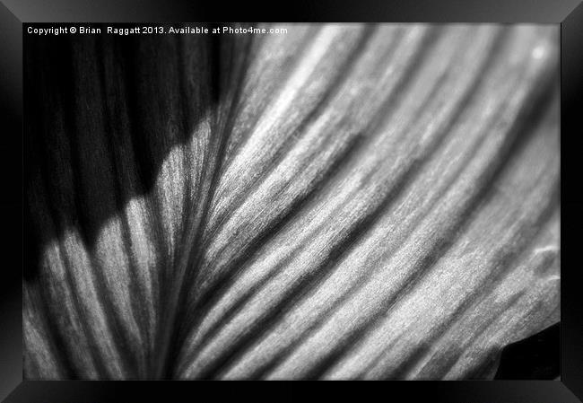 Leaf in Black and White Framed Print by Brian  Raggatt