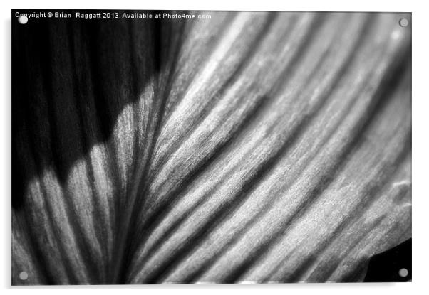 Leaf in Black and White Acrylic by Brian  Raggatt
