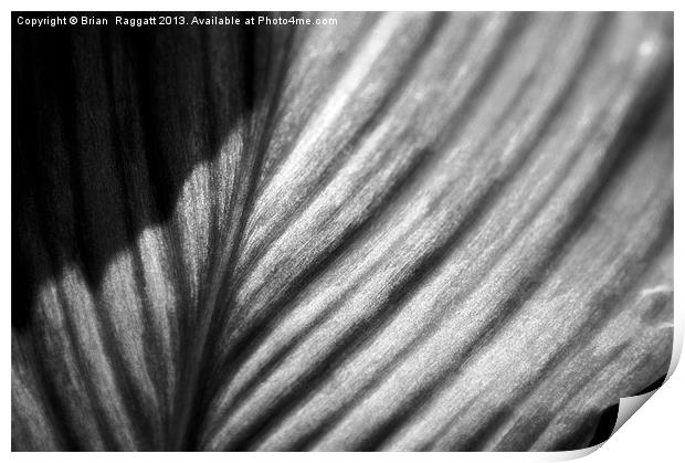 Leaf in Black and White Print by Brian  Raggatt