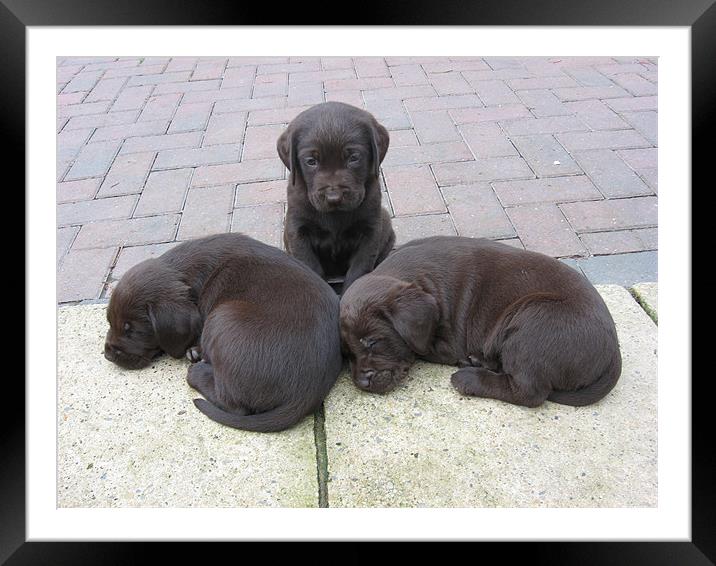 chocolate labrador puppies Framed Mounted Print by Paul Murray