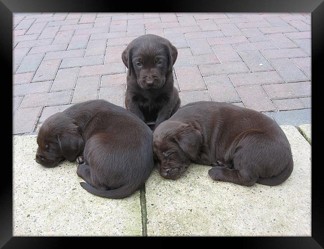 chocolate labrador puppies Framed Print by Paul Murray