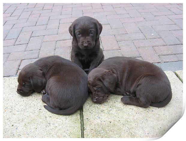 chocolate labrador puppies Print by Paul Murray