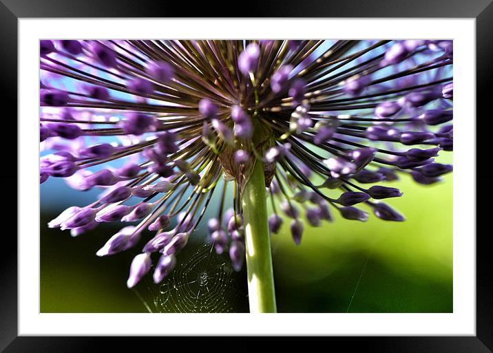 Alium Framed Mounted Print by Mike Jennings