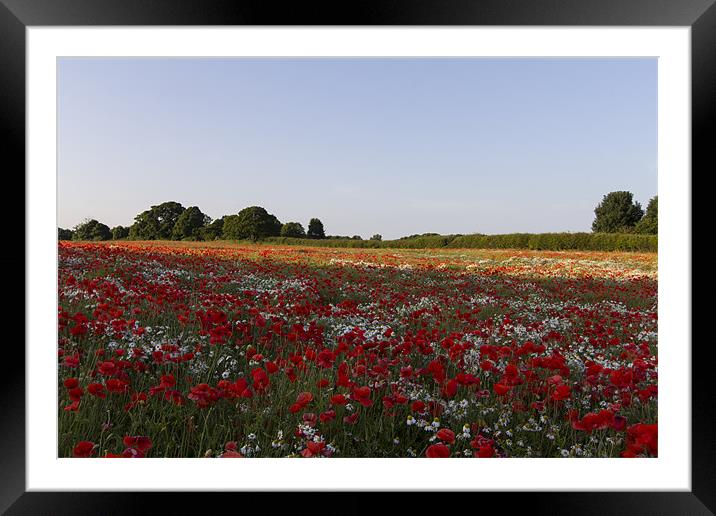Poppies and Daisies Framed Mounted Print by Northeast Images