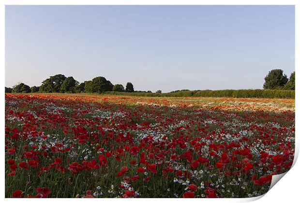 Poppies and Daisies Print by Northeast Images