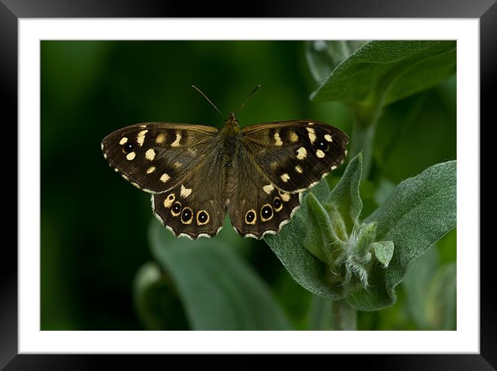 Speckled Wood Butterfly Framed Mounted Print by Jacqi Elmslie