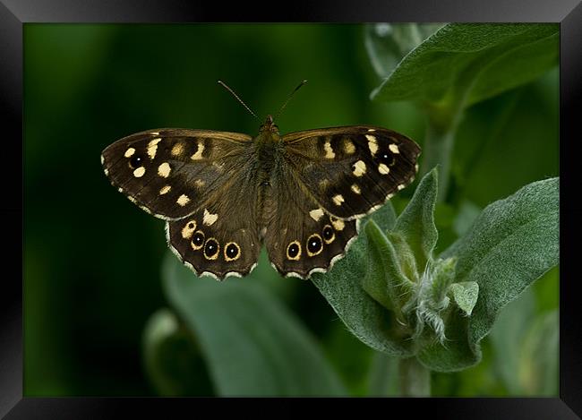 Speckled Wood Butterfly Framed Print by Jacqi Elmslie