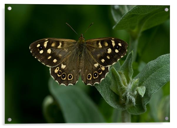 Speckled Wood Butterfly Acrylic by Jacqi Elmslie
