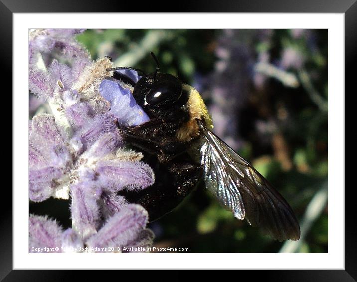 Bee Framed Mounted Print by Pics by Jody Adams
