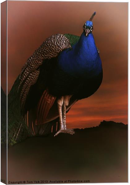 BLUE PEACOCK IN THE SUNSET Canvas Print by Tom York