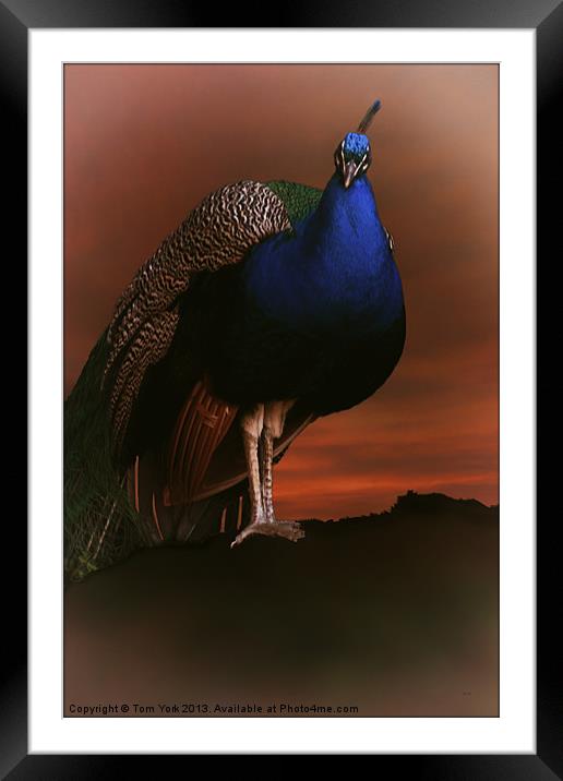 BLUE PEACOCK IN THE SUNSET Framed Mounted Print by Tom York