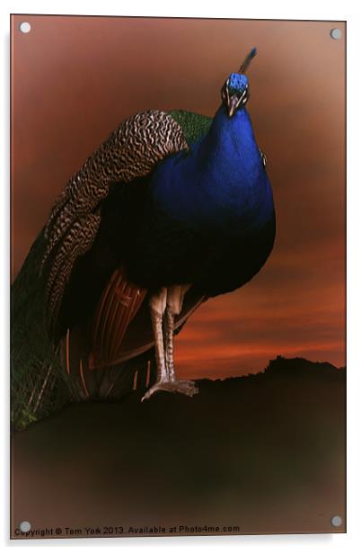BLUE PEACOCK IN THE SUNSET Acrylic by Tom York