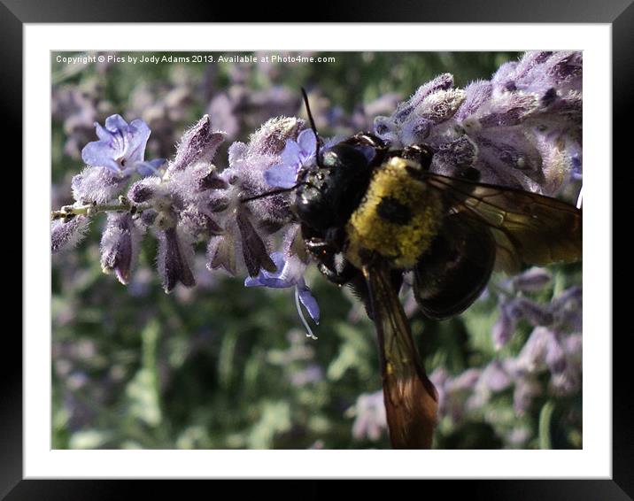 Busy Bee Framed Mounted Print by Pics by Jody Adams