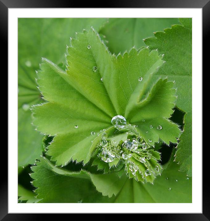 Raindrops Framed Mounted Print by Susan Mundell