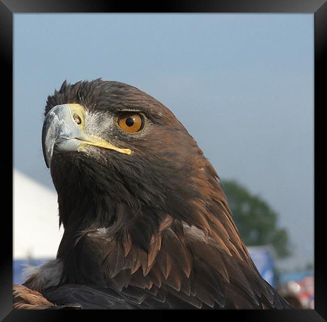 Eagle Eyed Framed Print by Susan Mundell