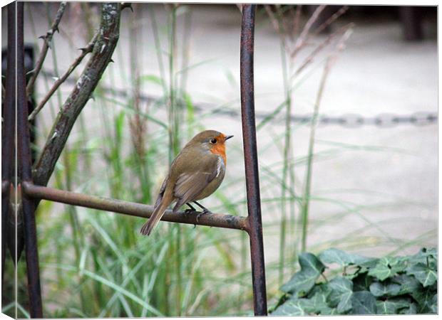 Robin Pose Canvas Print by Susan Mundell