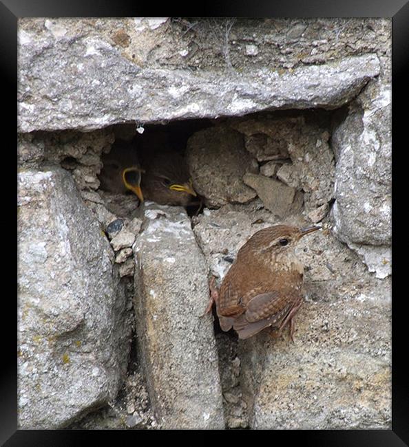 Feeding Time Framed Print by Susan Mundell