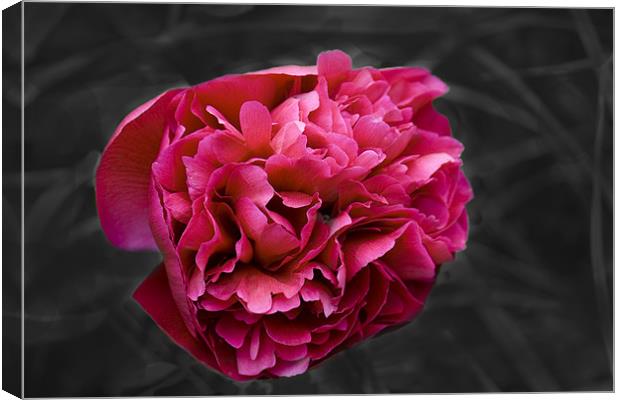 Peony Canvas Print by Dave Holt