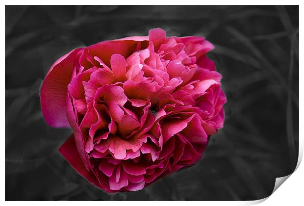 Peony Print by Dave Holt