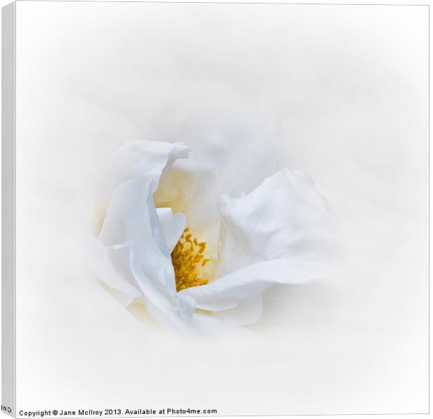 Dreamy White Rose Canvas Print by Jane McIlroy