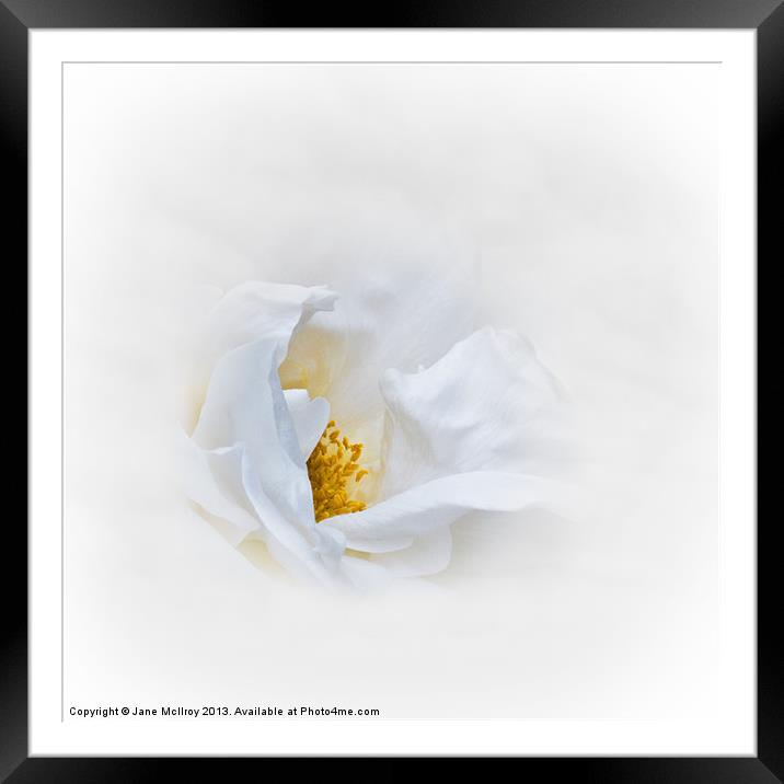 Dreamy White Rose Framed Mounted Print by Jane McIlroy